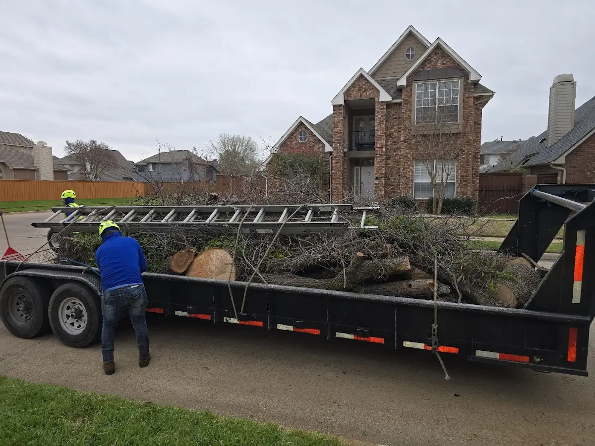 Expert Tree Pest Control with proper safety equipment in Seymour